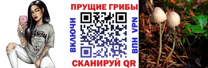 блэк спрут зеркало  Томилино  Псилоцибиновые грибы GOLDEN TEACHER 